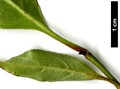 SpeciesSub: subsp. melanotricha
